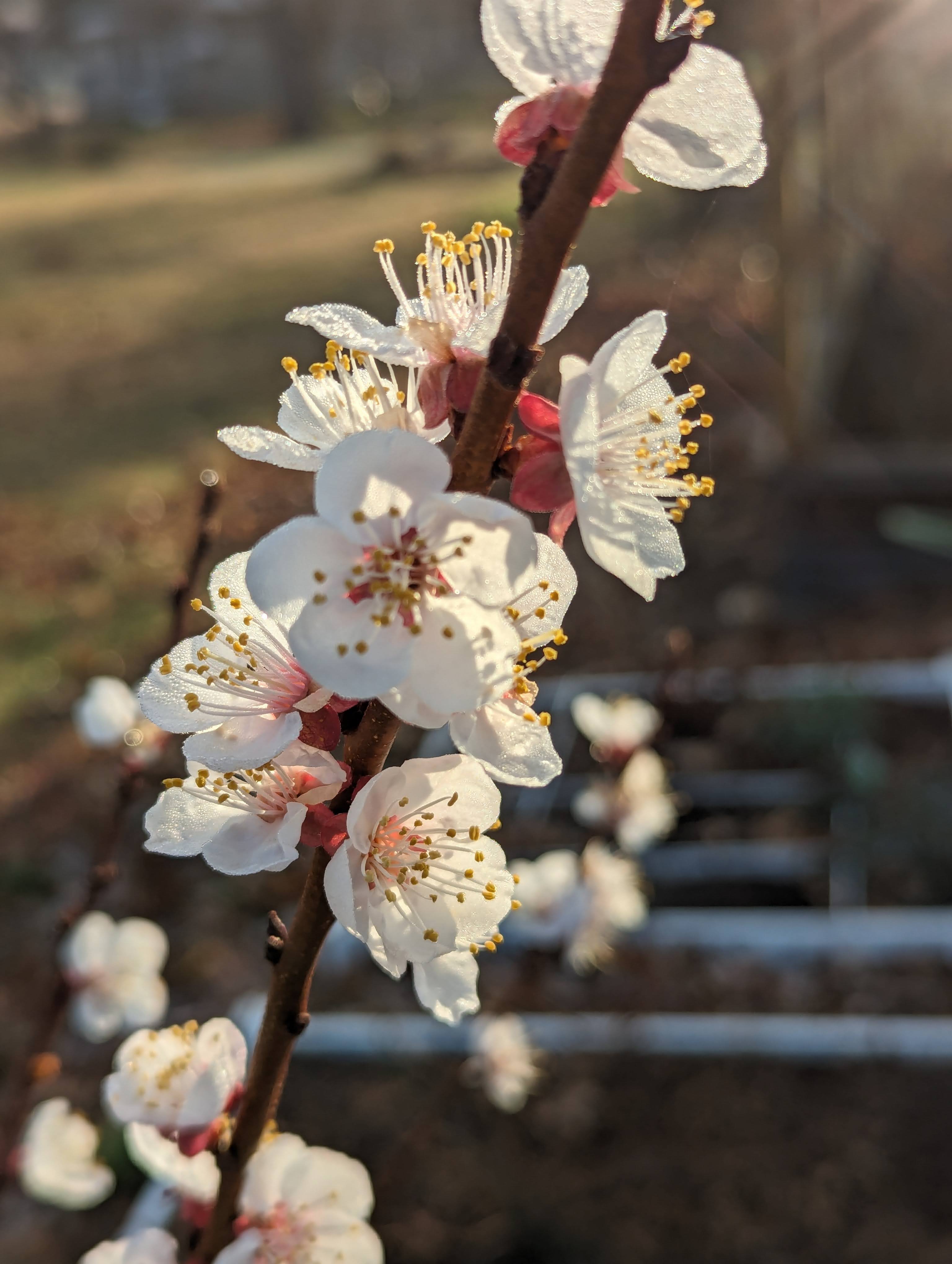 Beautiful white blossoms blooming on an apricot tree in Sprint