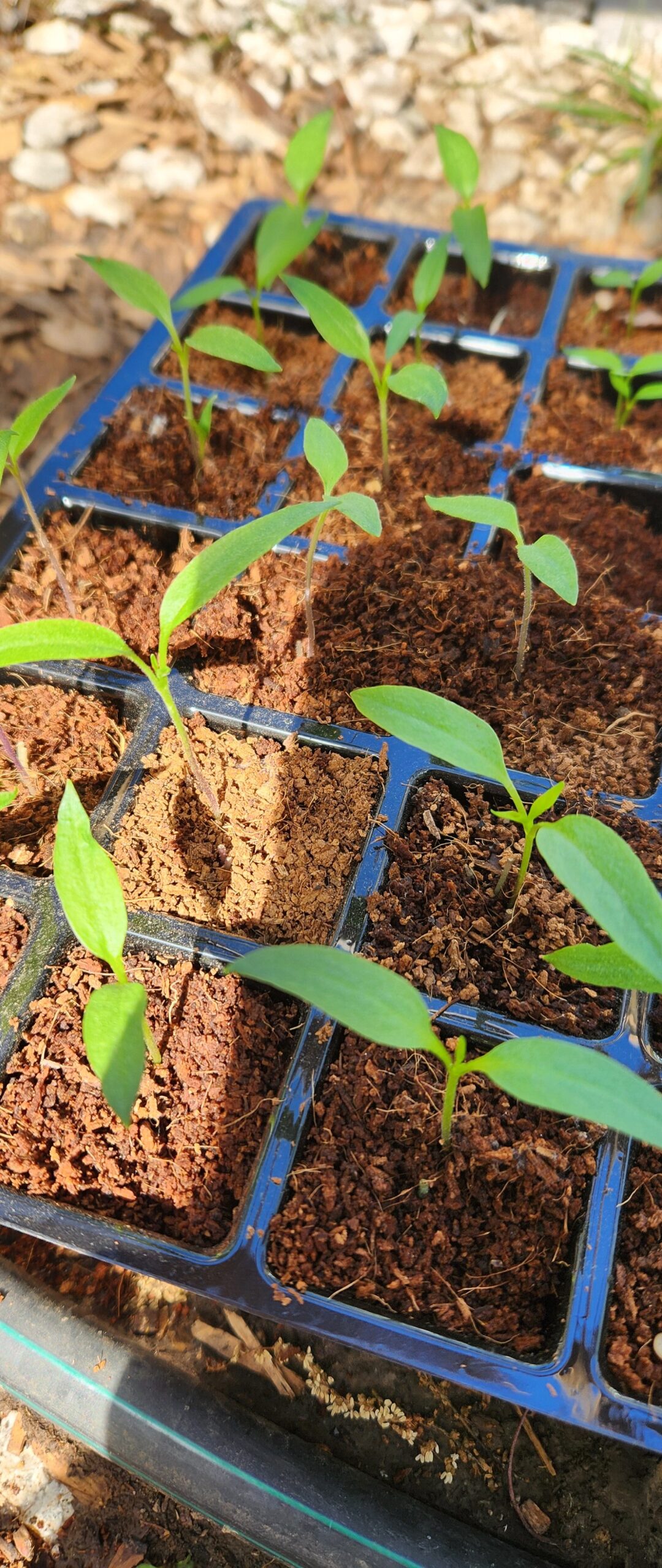 A tray of green seedlings, or seed starters