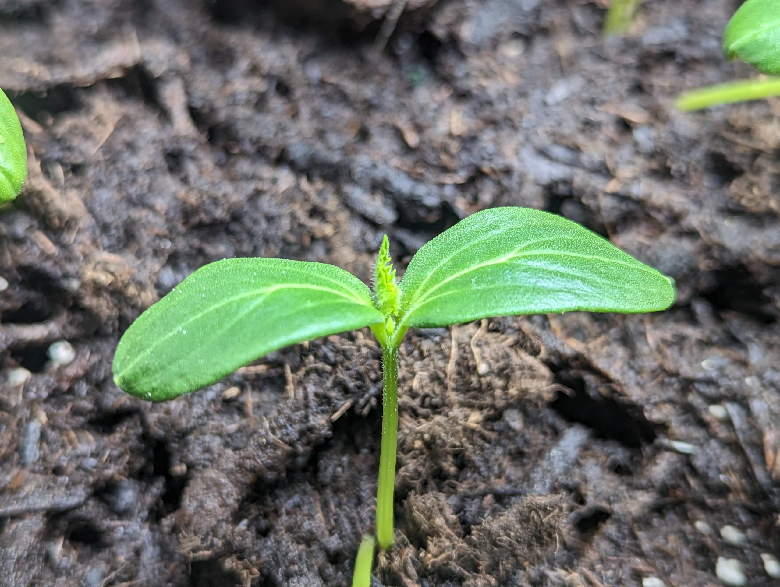 Green cucumber seedling sprouting from the dirt