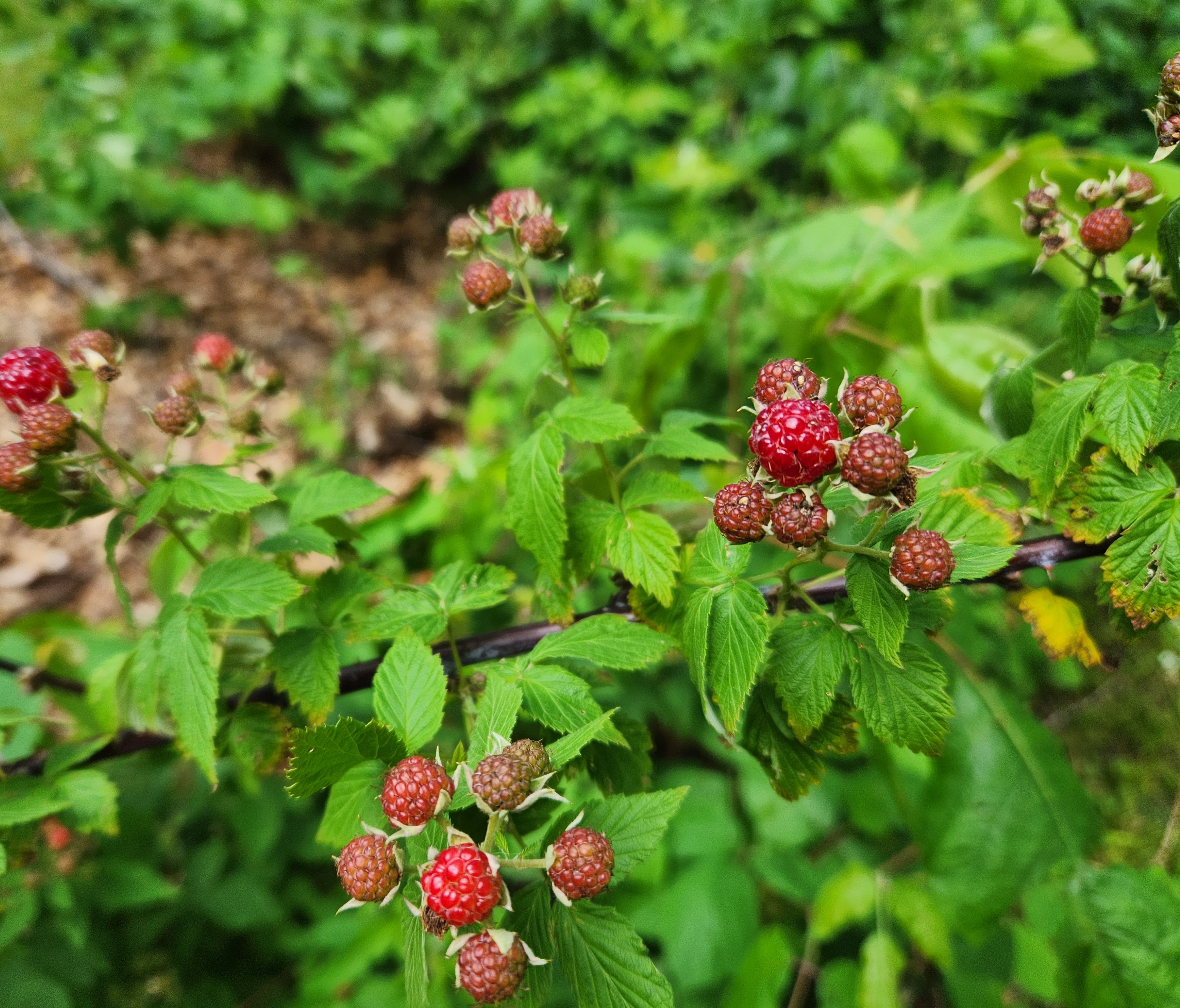 Patch of wild black raspberries starting to turn red, purple, and ripe